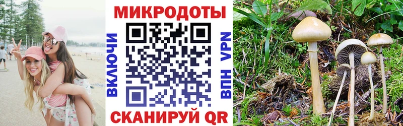 Псилоцибиновые грибы Psilocybe Старица